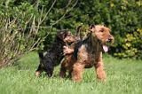 WELSH TERRIER 007